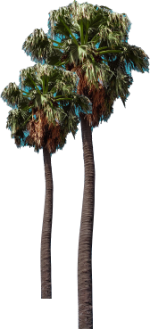 trees